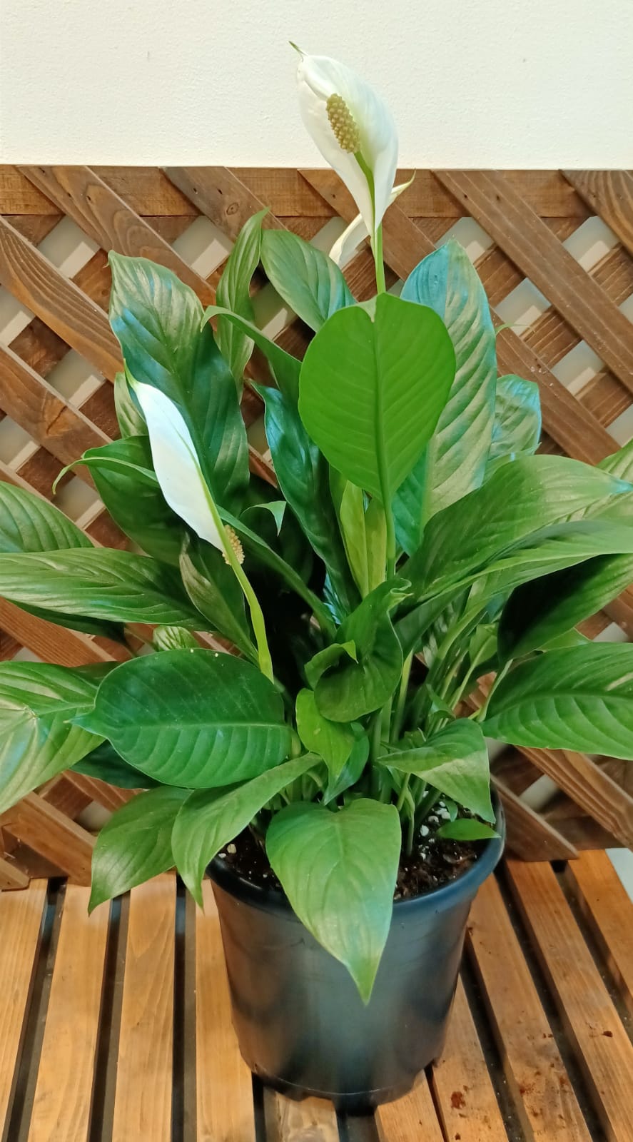 Spathiphyllum Bushy (Clone)